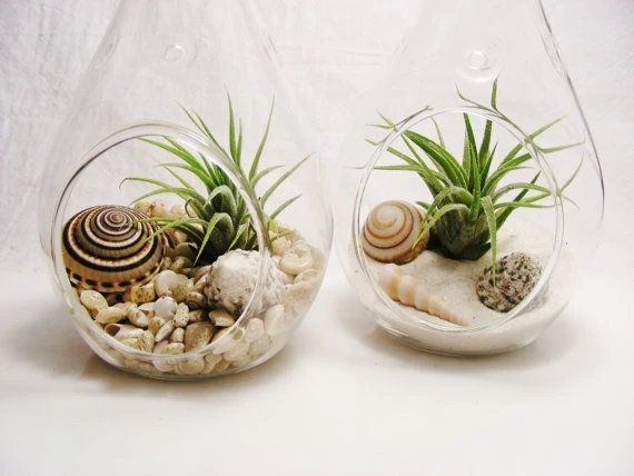 8 loại cây hút ẩm, diệt nấm mốc nên trồng trong nhà mùa mưa