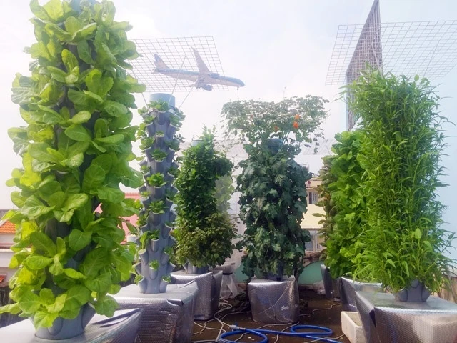 Vô địch Sài thành: 1m² thu 40kg rau sạch là chuyện thường