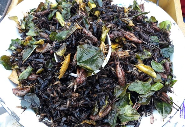 Nườm nượp săn côn trùng kinh dị làm đặc sản "hái" ra tiền