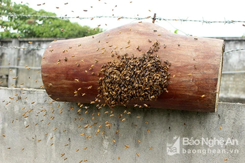 Ly kỳ cảnh săn ong giống ở miền Tây xứ Nghệ