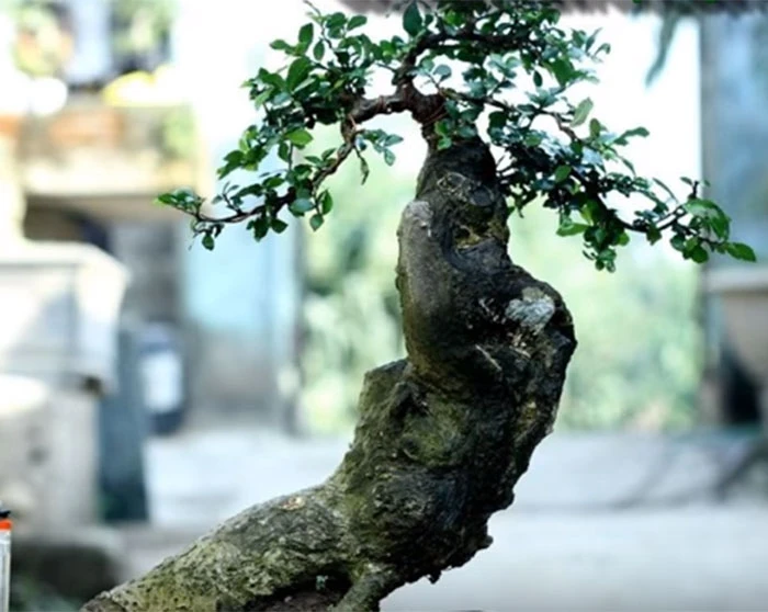 Ngắm loạt cây duối bonsai trấn phong thủy đẹp hút mắt