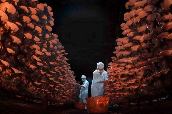 Choáng váng trại nấm linh chi “khủng” của kỹ sư về vườn