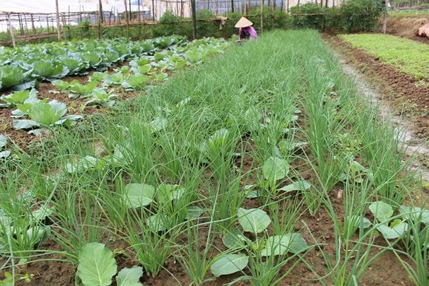 Chuyện hiếm thấy ở Nghệ An: Vào tận vườn "tranh mua" rau sạch