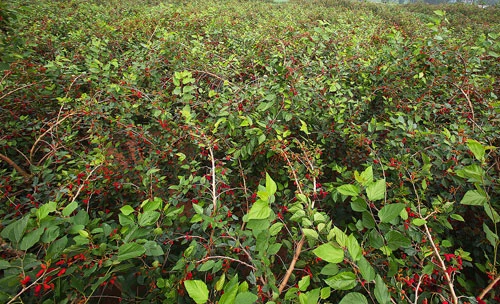 Mê hoặc những vườn dâu chín rộ ven sông ở Hà Nội