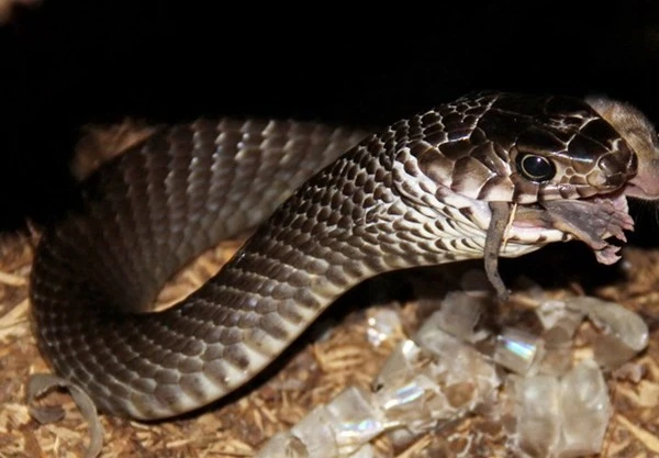 “Khách sạn” cho rắn độc nhất vô nhị ở miền Tây