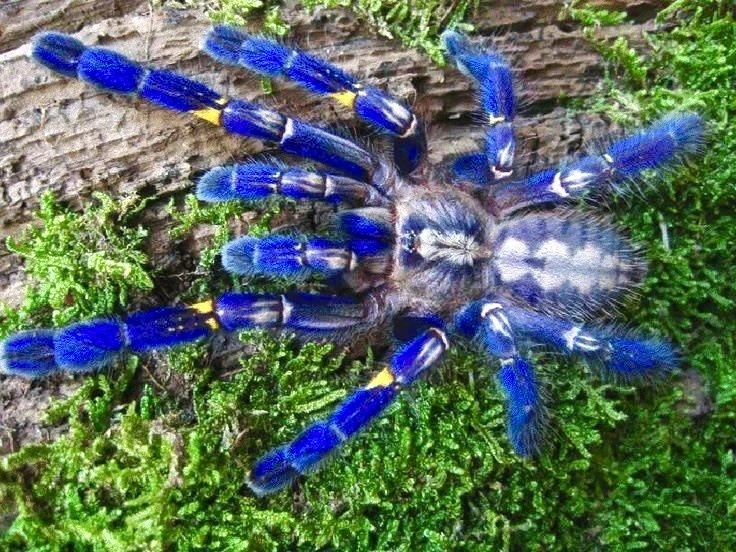 Soi loài nhện lớn nhất Trái đất, giới trẻ Việt nuôi làm thú cưng