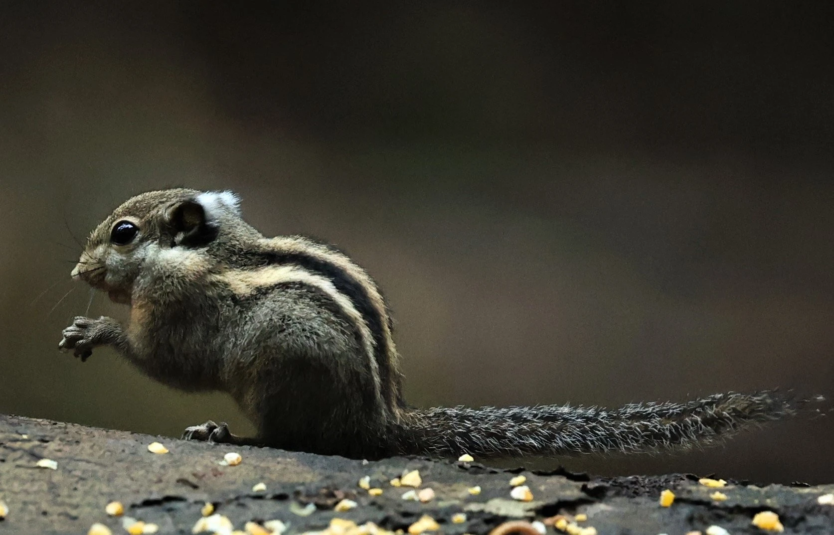 Top sự thật thú vị về loài sóc chuột lửa của Việt Nam 