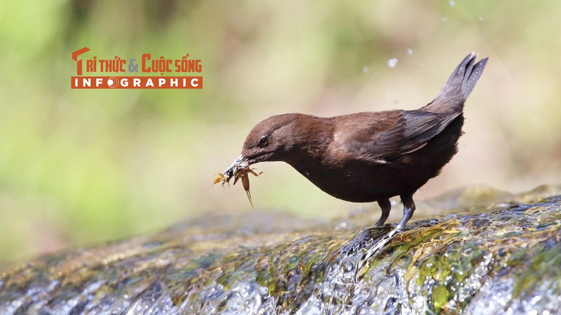 [INFOGRAPHIC] Loài chim có tập tính “lội suối” của Việt Nam