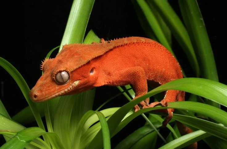 Cận cảnh loài thằn lằn suýt tuyệt chủng, hàng triệu người tìm nuôi