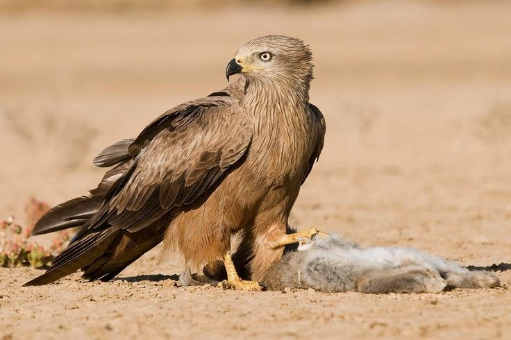 8 sự thật ly kỳ ít người biết về loài diều hâu Việt Nam