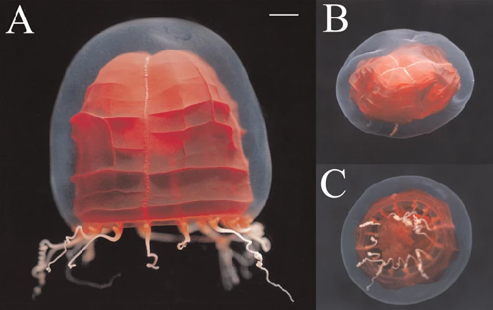 Cận cảnh loài sứa đỏ rực, cực bí hiểm dưới độ sâu nghìn mét 