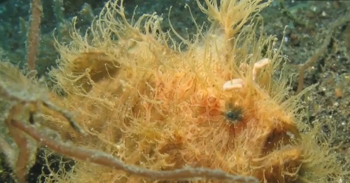 Sốc nặng loài cá lông lá biết đi, săn mồi siêu tốc