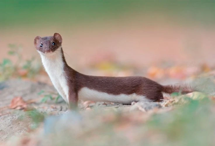 Tận mục loài thú ăn thịt nhỏ nhất thế giới của Việt Nam