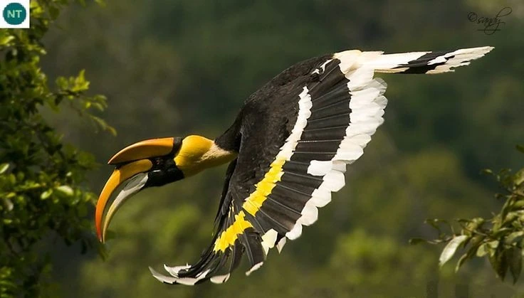 Tận mục loài chim kỳ bí, "hot" nhất rừng rậm Việt Nam