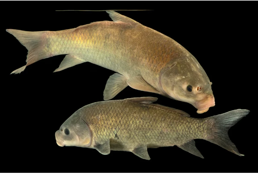 Kinh ngạc loài cá nước ngọt càng sống lâu càng khỏe mạnh