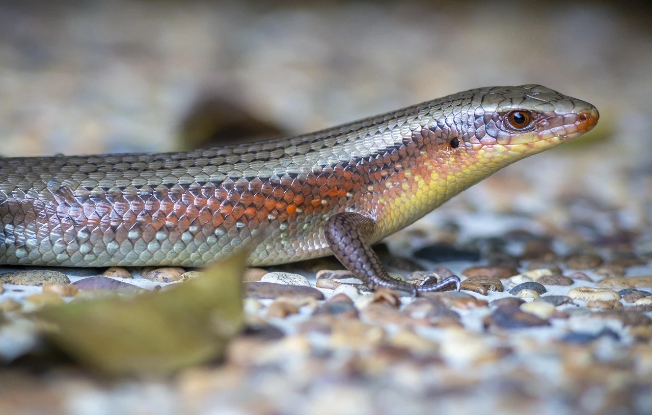 Tận mục loài thằn lằn lấp lánh như kim loại, Việt Nam cực nhiều 