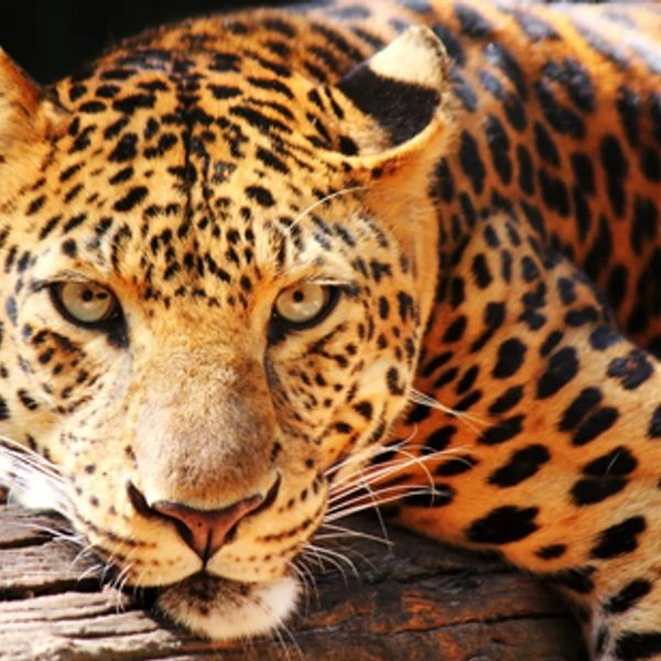 View - Loài vật đẹp kỳ lạ, chỉ còn dưới 100 cá thể hoang dã | Báo Tri thức và Cuộc sống - TIN TỨC PHỔ BIẾN KIẾN THỨC 24H