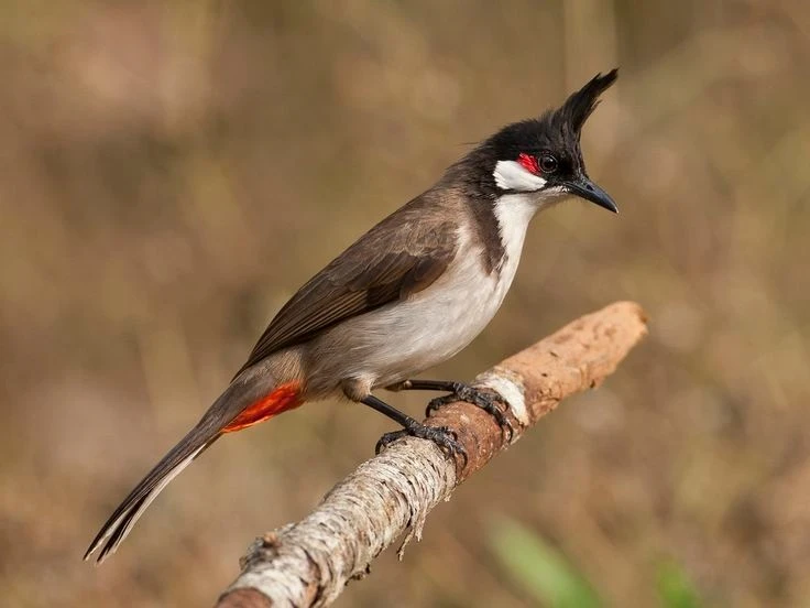 Sự thật thú vị về loài chim “hút tài lộc”, Việt Nam đầy rẫy