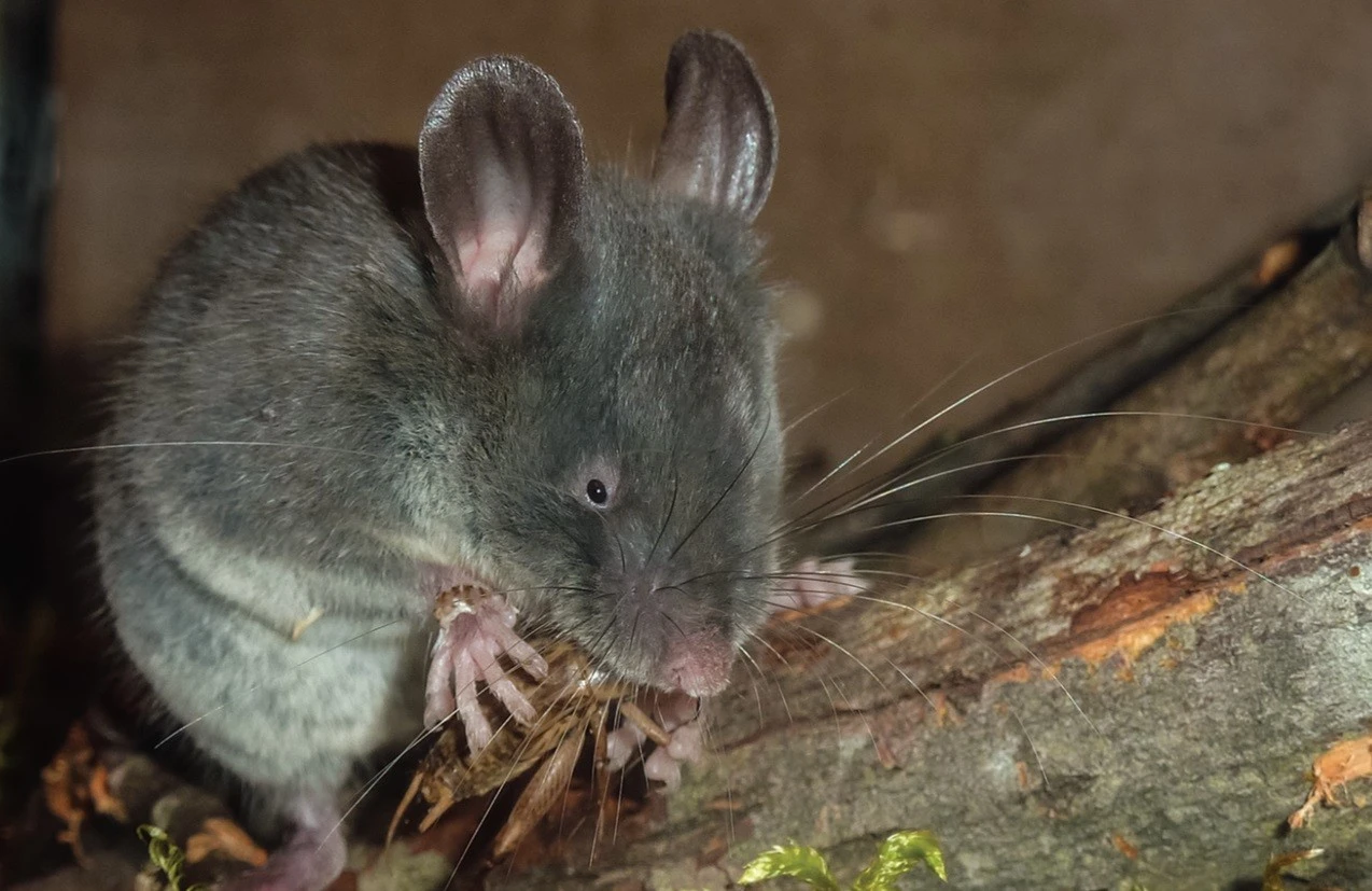 Những điều khó tin về loài chuột mù cực hiếm của Việt Nam 
