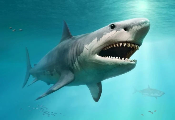 Bằng chứng gây sốc cá mập khổng lồ Megalodon còn sống dưới đại dương