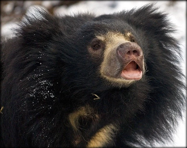 Loài gấu kỳ lạ lông xồm, răng móm, chỉ thích ăn côn trùng