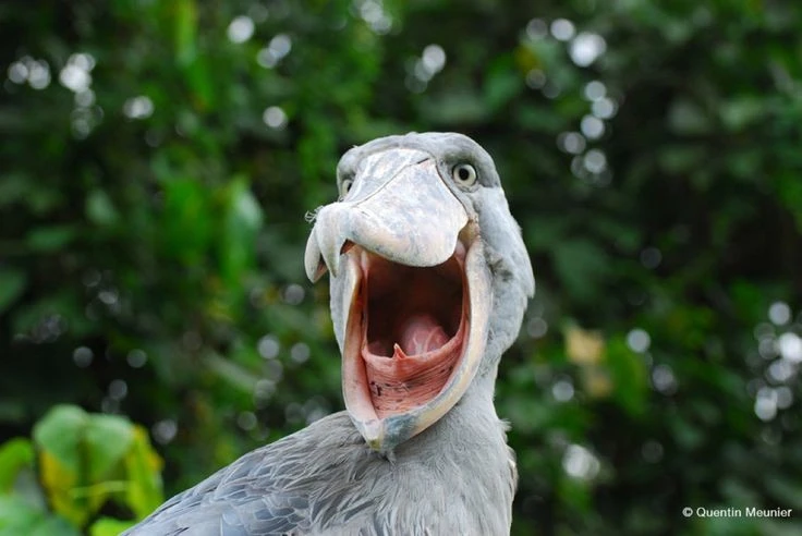 Kỳ thú loài chim “hóa thạch sống” có cái mỏ cực dị