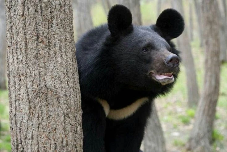 Loài gấu nổi tiếng Việt Nam sở hữu năng lực phi thường gì?
