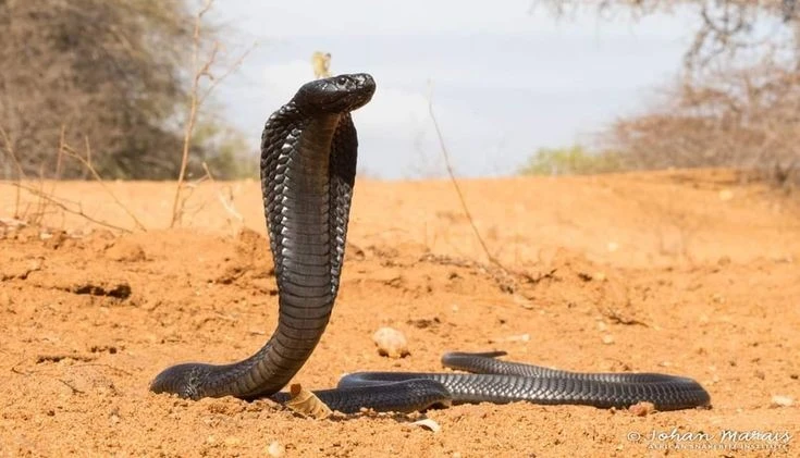 Loài rắn độc khổng lồ được ngươi Ai Cập cổ tôn sùng