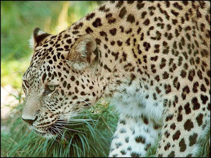 Tận mục loài mèo hoang dã săn mồi đỉnh nhất Việt Nam 