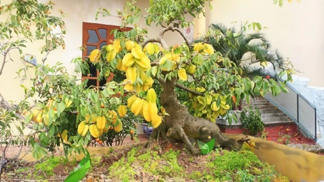 Trồng cây khế trước cửa nhà, tiền tài chảy vào không ngớt