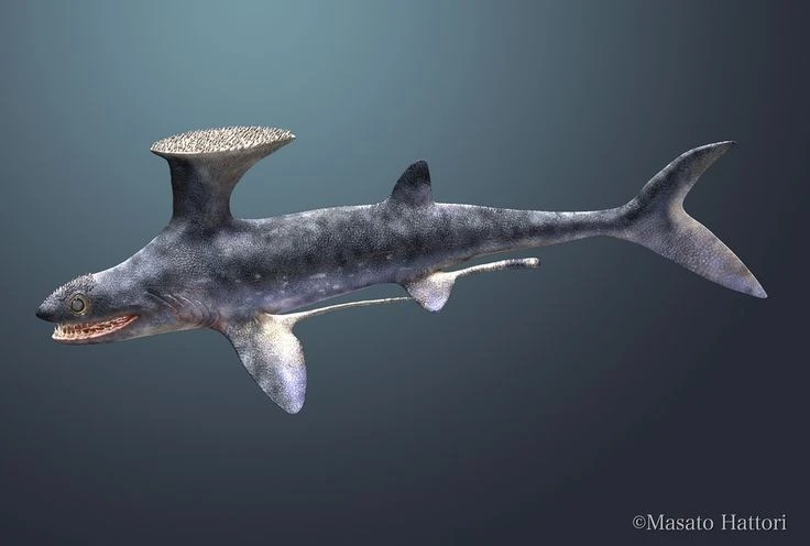 Loài cá mập kỳ lạ có vây lưng y hệt bàn chải