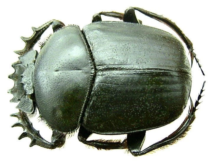 Vì sao loài bọ hung được người Ai Cập cổ tôn thờ như thần thánh?