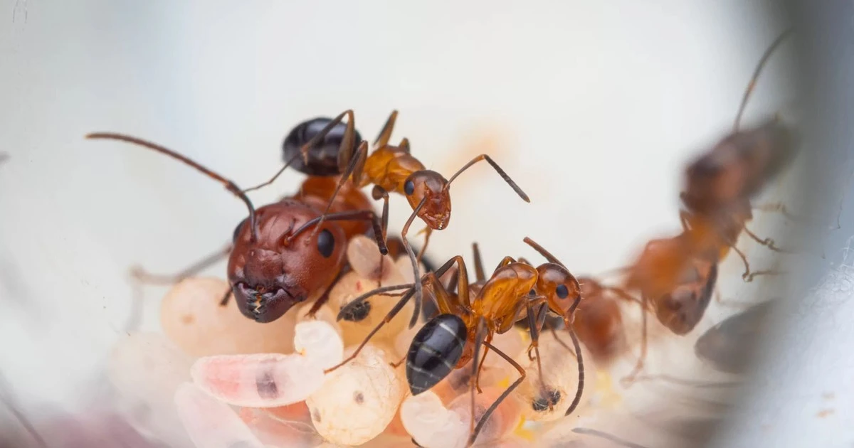 Độc lạ loài kiến thợ mộc biết phẫu thuật cứu đồng loại