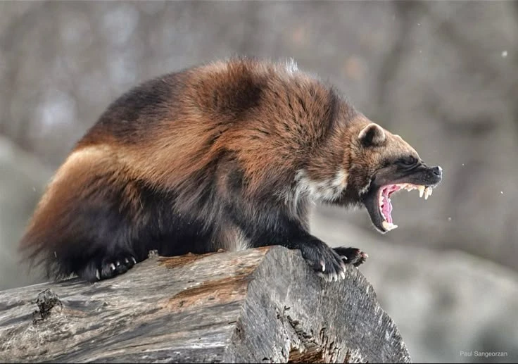 Lạnh gáy với loài thú được mệnh danh 'ác quỷ phương Bắc' 