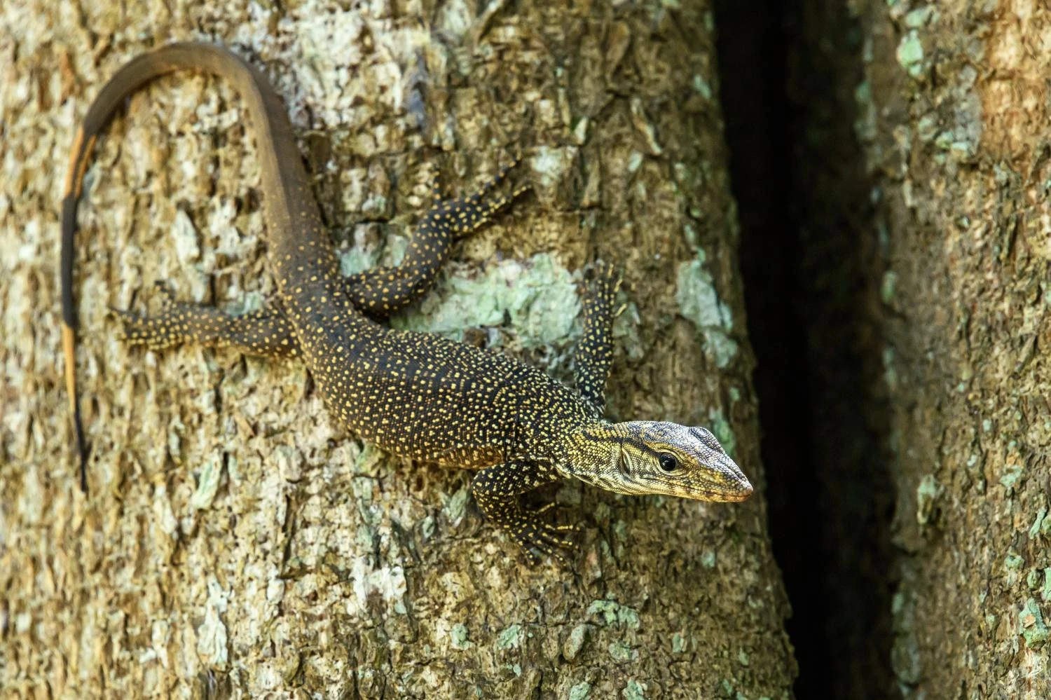 Choáng ngợp loài kỳ đà quý hiếm, đẹp lạ ở Việt Nam