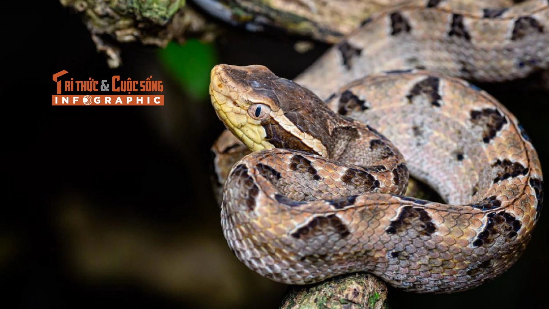 Infographic: Loài rắn độc đáng sợ nhất Việt Nam