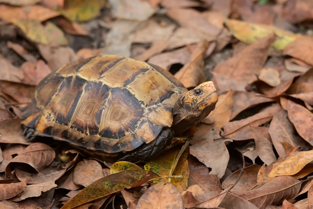 Tận mục loài rùa cạn hiếm gặp bí ẩn nhất Việt Nam 