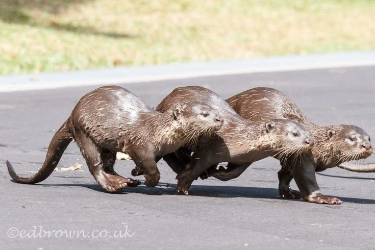 Giật mình sự thật về loài rái cá lông mượt ở Việt Nam