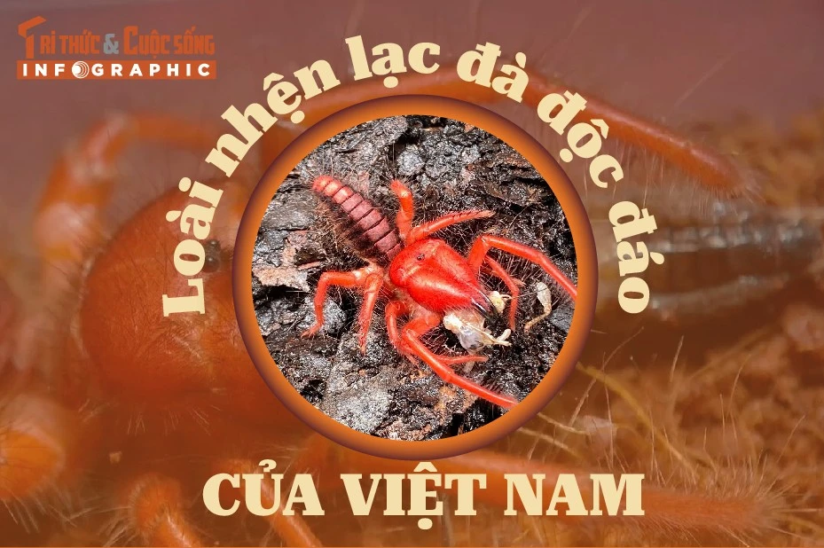 [INFOGRAPHIC] Loài nhện lạc đà độc đáo của Việt Nam