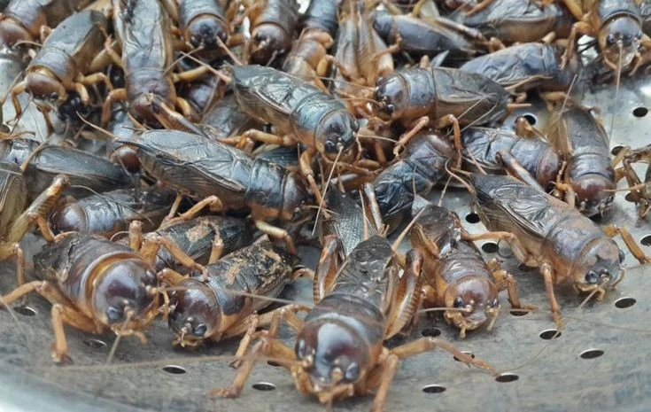 Sự thật cực lý thú về loài côn trùng trẻ em Việt mê mẩn