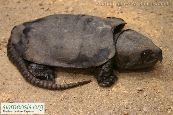 Sự thật khó tin về loài rùa dị nhất thế giới của Việt Nam