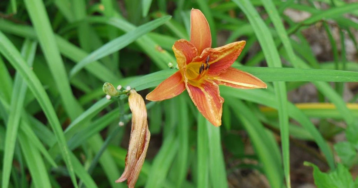 Loài hoa lạ vừa là "độc dược", vừa là "thần dược" đại bổ