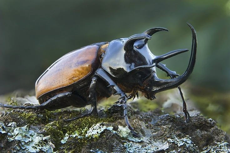 Tận thấy loài côn trùng cổ quái nhất quả đất, Việt Nam có nhiều