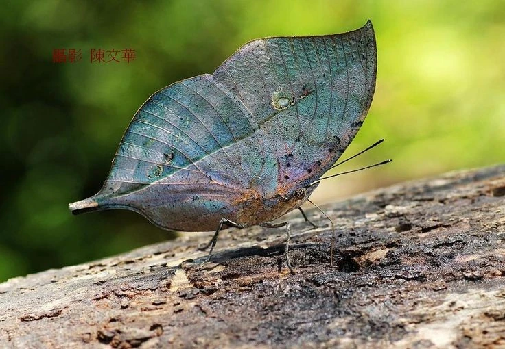 Ngắm loài bướm bậc thầy ngụy trang độc đáo của Việt Nam