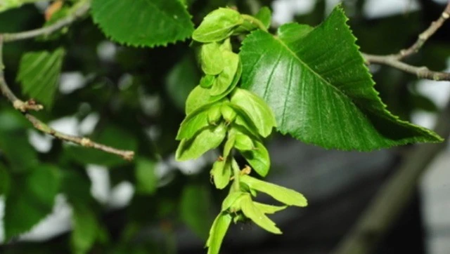 Cây cổ đại Trung Quốc từng tuyệt chủng, sống sót ngoạn mục