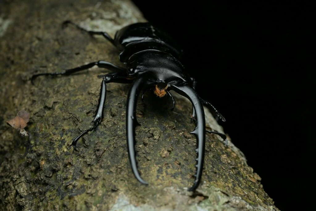 Tận mục loài côn trùng có sừng “khủng” nhất Việt Nam