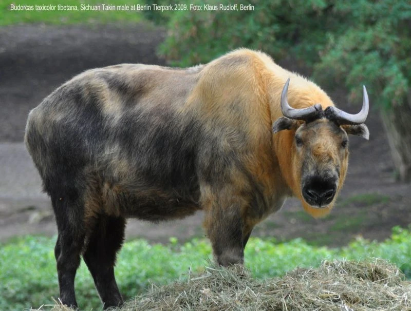 Kỳ lạ loài vật mình dê, đầu bò leo núi thành thần