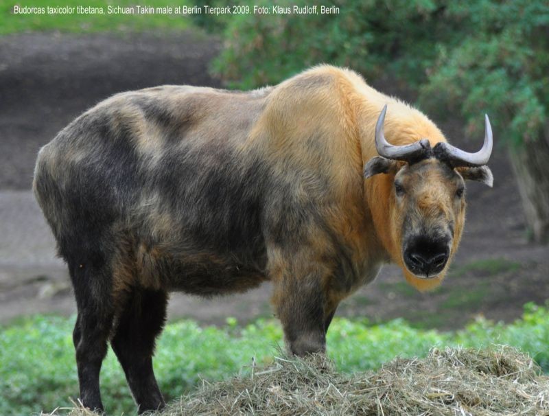 View - Loài vật kỳ lạ giống dê bò đặc hữu Himalaya | Báo Tri thức và Cuộc sống - TIN TỨC PHỔ BIẾN KIẾN THỨC 24H