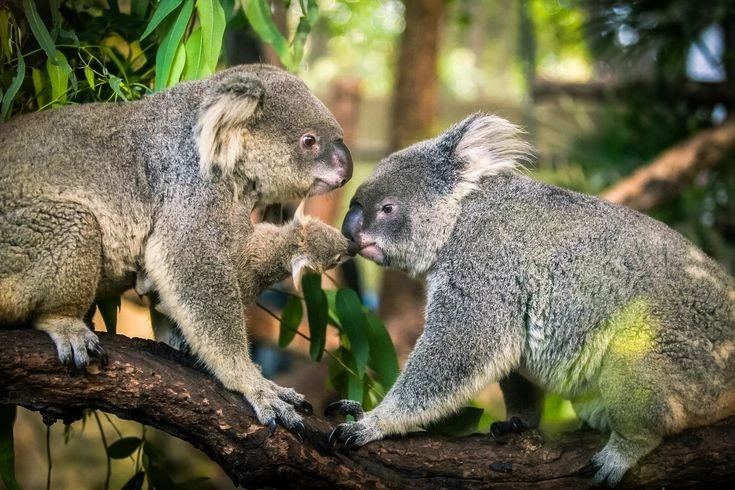 View - Kỳ quái loài thú có túi sở hữu đặc điểm giống hệt con người | Báo Tri thức và Cuộc sống - TIN TỨC PHỔ BIẾN KIẾN THỨC 24H