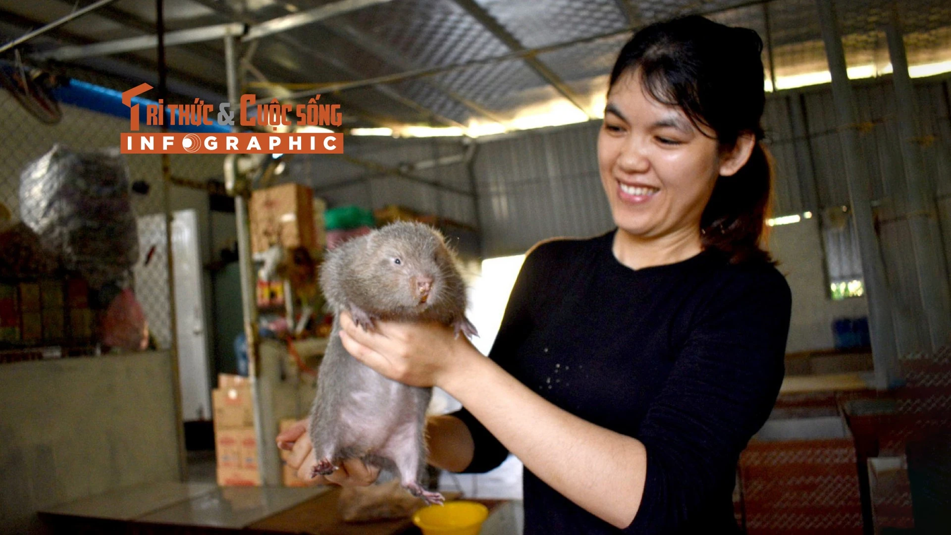 [INFOGRAPHIC]: Loài ‘chuột’ béo múp, nặng gần một cân của Việt Nam